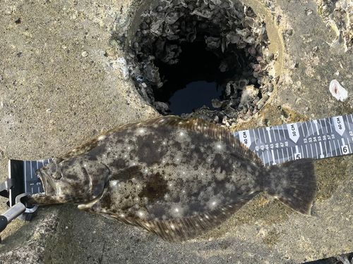 ヒラメの釣果