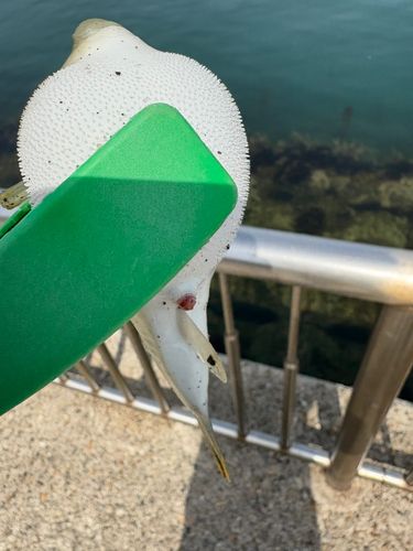 クサフグの釣果