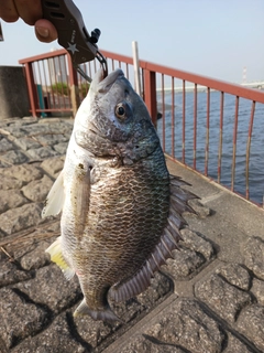 キビレの釣果