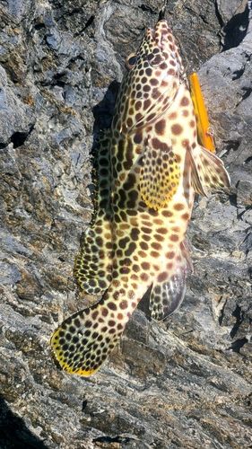 イシミーバイの釣果