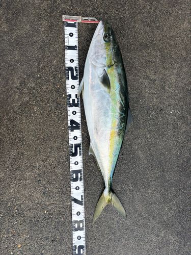 ブリの釣果