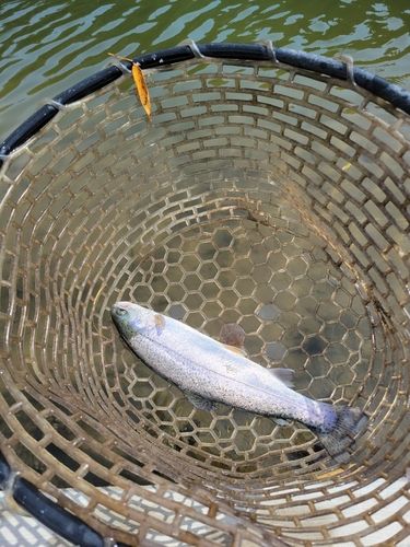 ニジマスの釣果