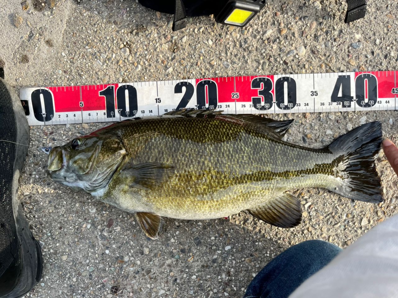 スモールマウスバス