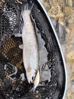 ニジマスの釣果