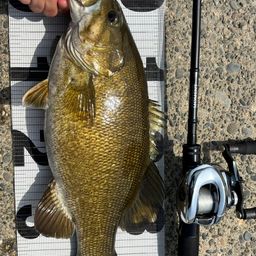 スモールマウスバス