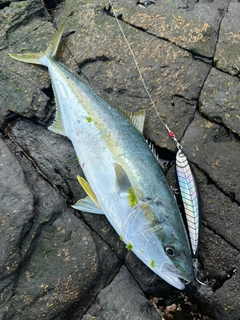 ヒラマサの釣果
