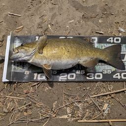 スモールマウスバス