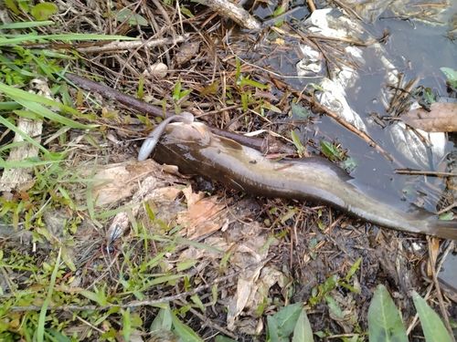 アメリカナマズの釣果