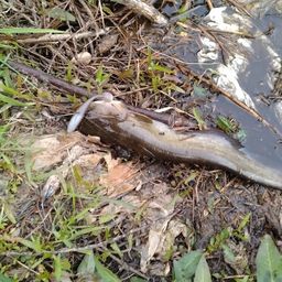 アメリカナマズ