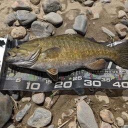 スモールマウスバス