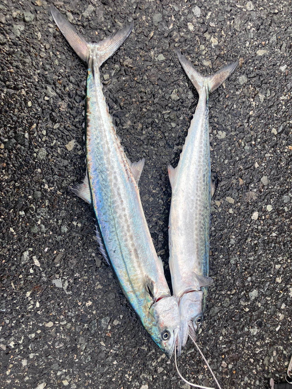 SHIMANO 19ソルティーアドバンス SHORE JIGGING S100MHの最安値