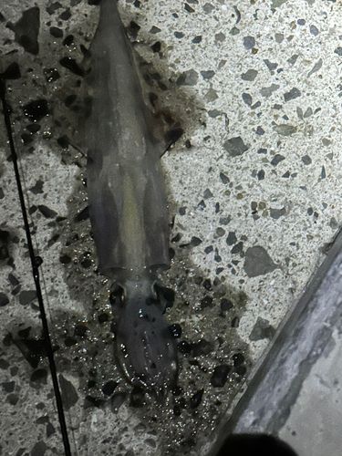 ヤリイカの釣果
