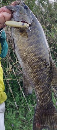 スモールマウスバスの釣果