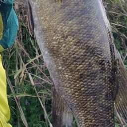 スモールマウスバス