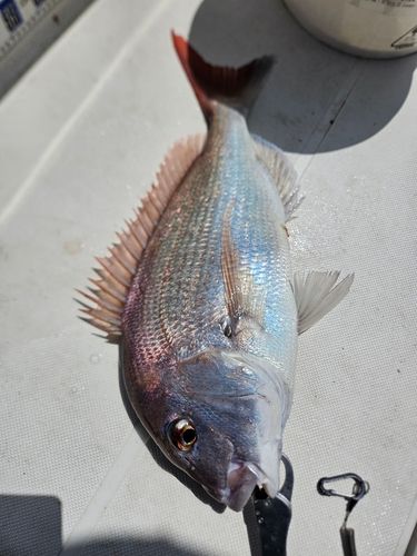 タイの釣果