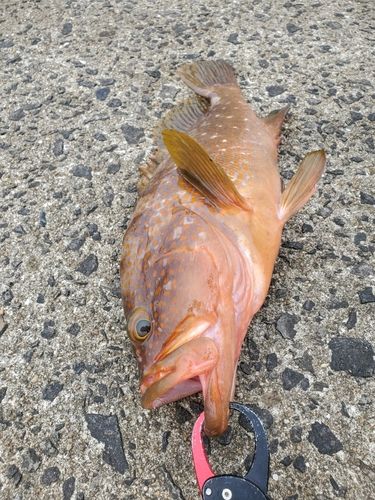 キジハタの釣果