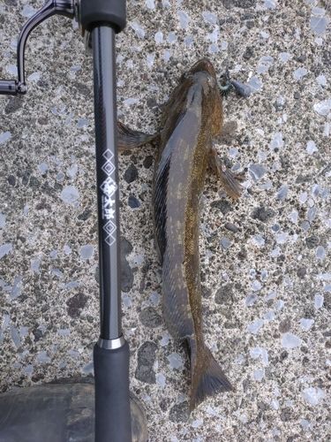 アイナメの釣果