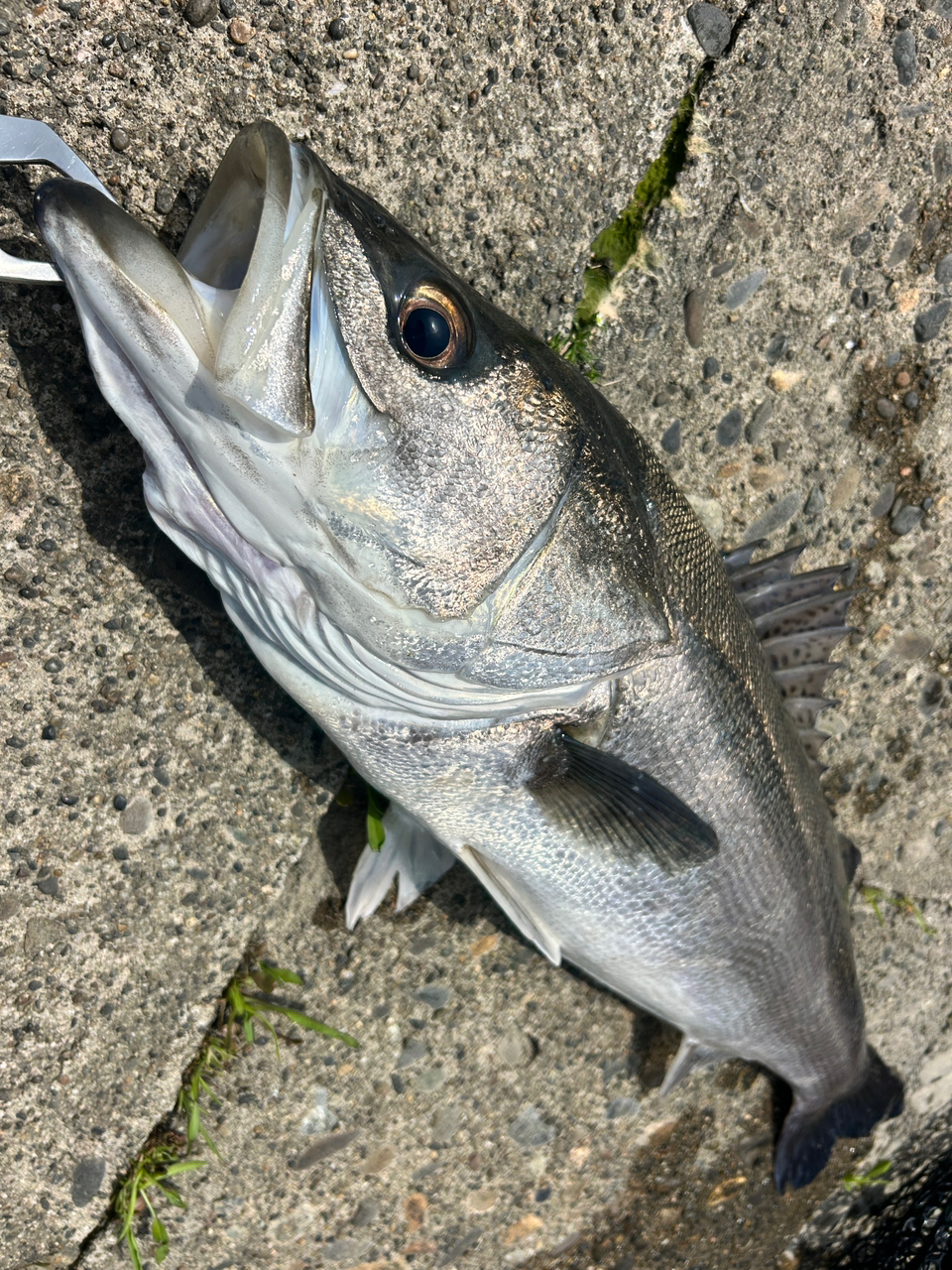 SHIMANO 23ディアルーナ S90MLの最安値・インプレ・釣果 | 本音 SHIMANO 23ディアルーナ S90MLの最安値・インプレ・釣果 | 本音