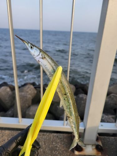 サヨリの釣果