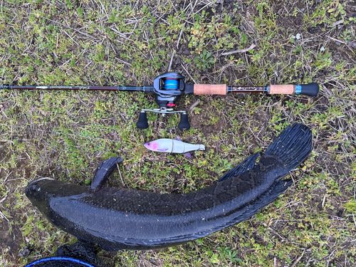 ライギョの釣果