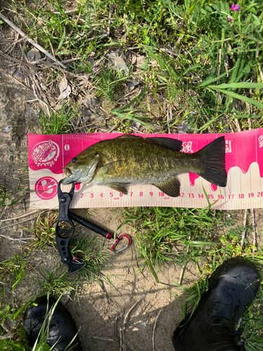 スモールマウスバスの釣果