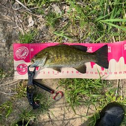 スモールマウスバス