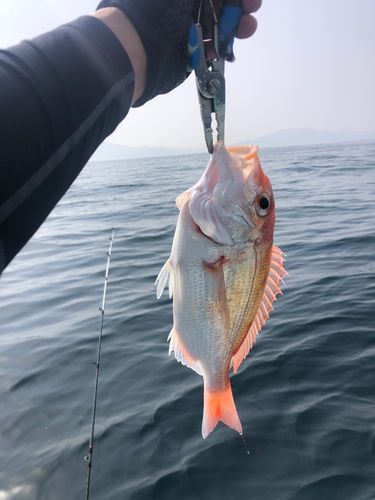 レンコダイの釣果
