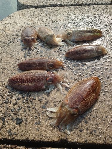 コウイカの釣果