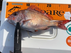 マダイの釣果