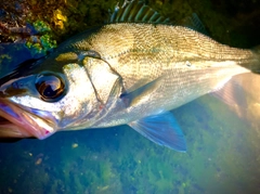 ヒラスズキの釣果