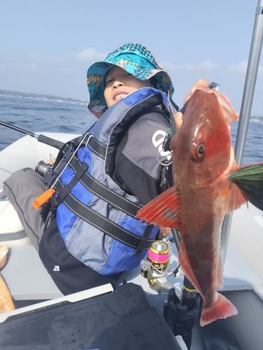 ホウボウの釣果