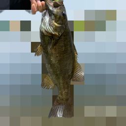 スモールマウスバス