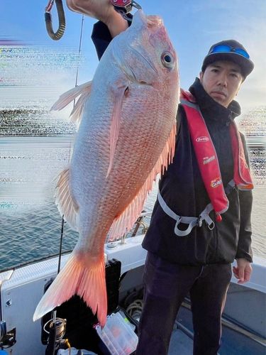 マダイの釣果