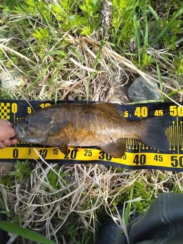 スモールマウスバスの釣果