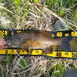 スモールマウスバス