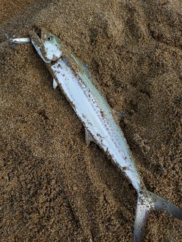 サゴシの釣果