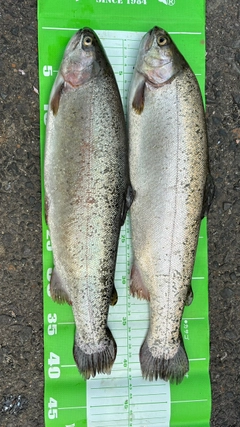 ニジマスの釣果
