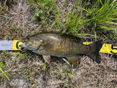 スモールマウスバスの釣果