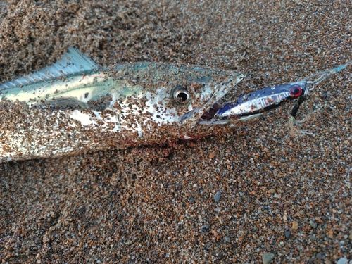 サゴシの釣果