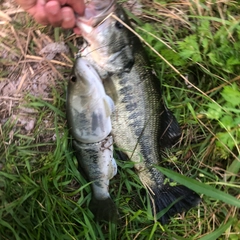 ブラックバスの釣果