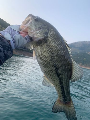 ラージマウスバスの釣果