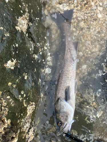 タイリクスズキの釣果