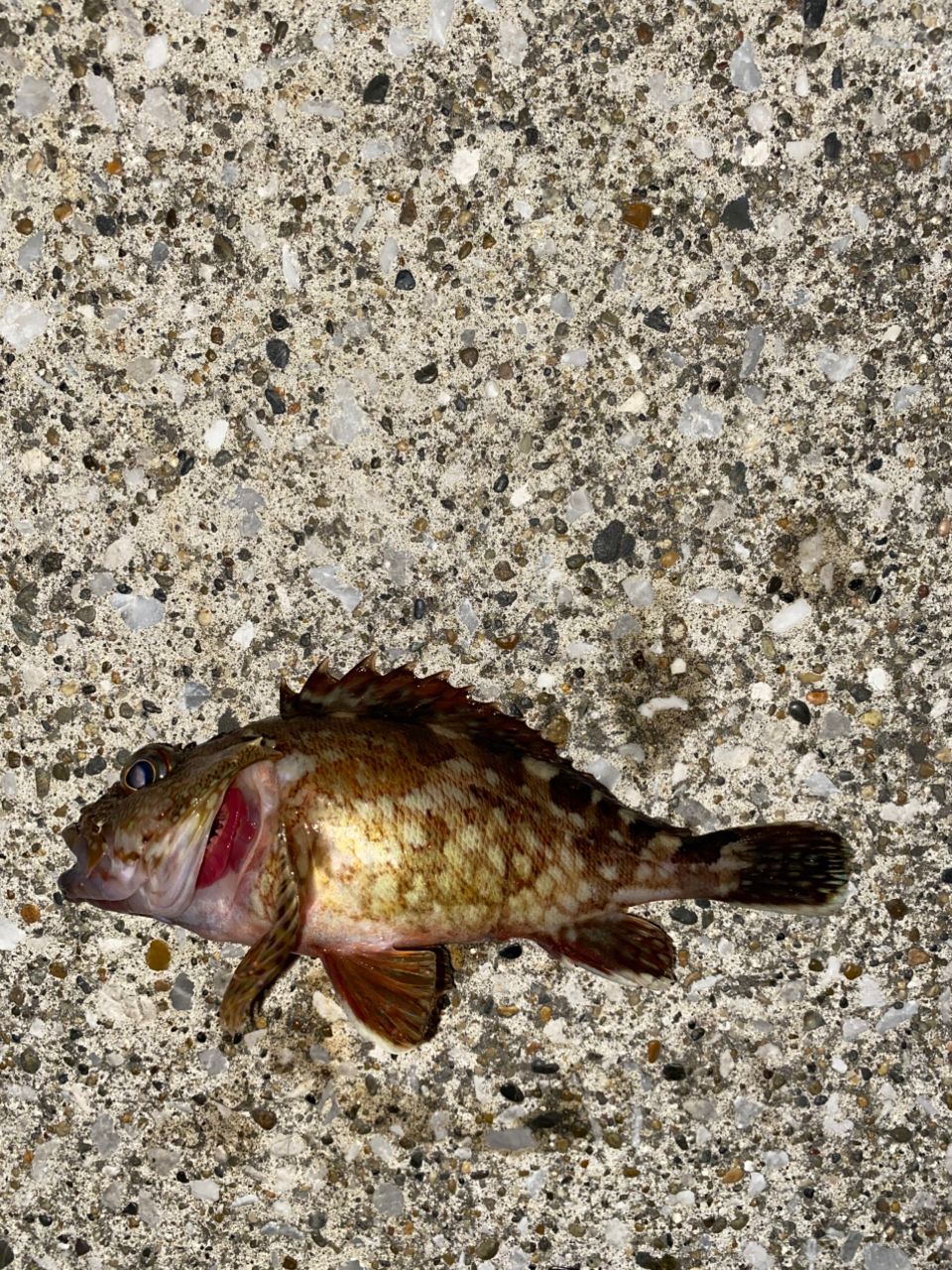 カサゴ