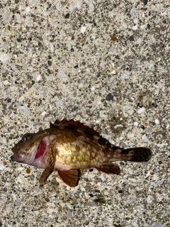 カサゴの釣果