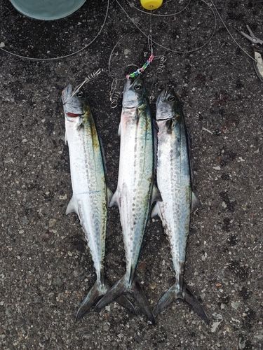 サゴシの釣果