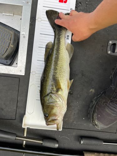 ブラックバスの釣果