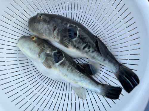 トラフグの釣果