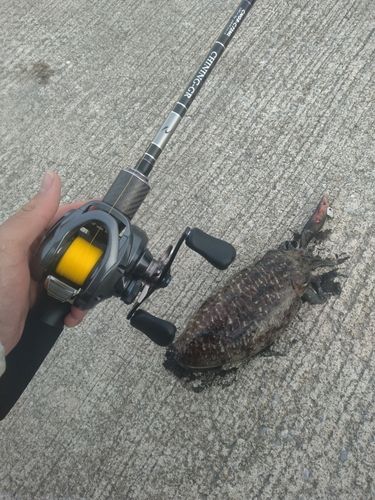 コウイカの釣果