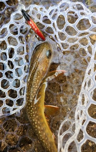 ニッコウイワナの釣果