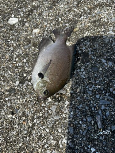 スズメダイの釣果